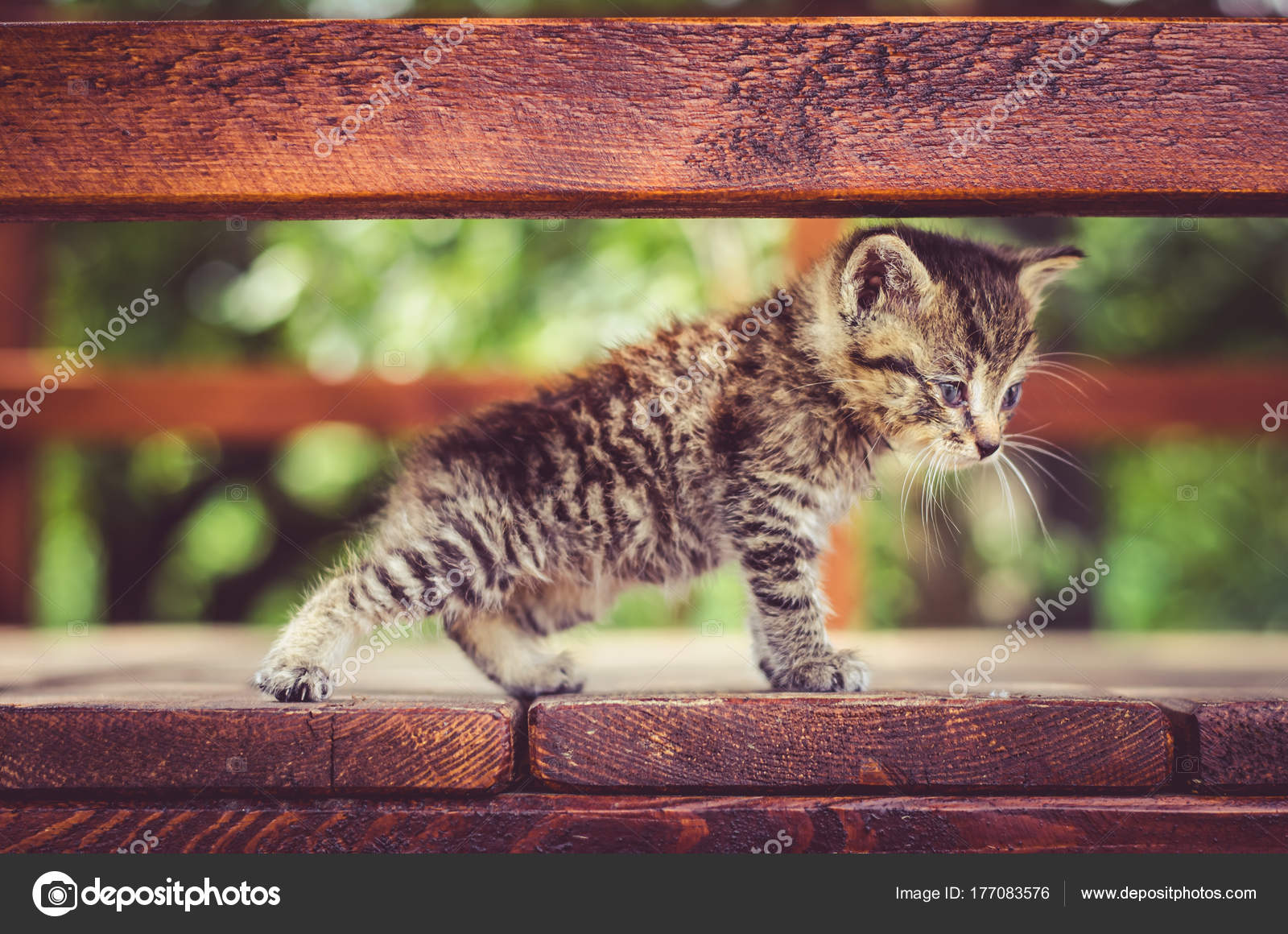 Weiße Und Graue Welpen Katze Mit Blauen Augen Stockfoto