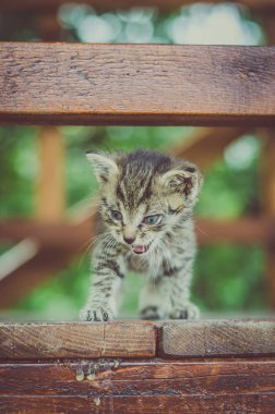 mavi gözlü beyaz gri yavru kedi