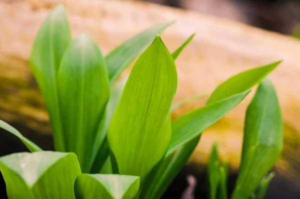 Wilde knoflook plant — Stockfoto