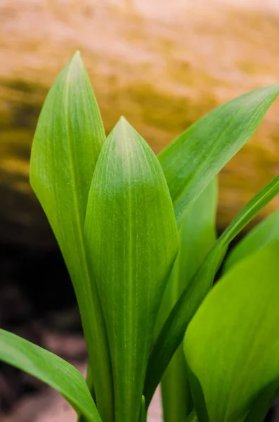 Green Wild Garlic Leaves Detail — Stock Photo, Image
