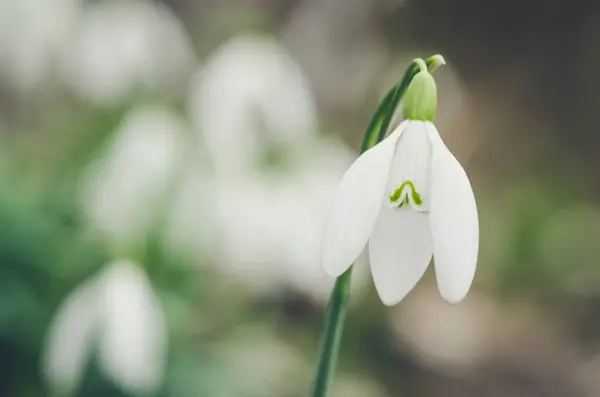 Snowdrops blossoming detail — Stock Photo, Image