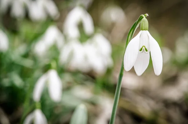 Snowdrops blossoming detail — Stock Photo, Image