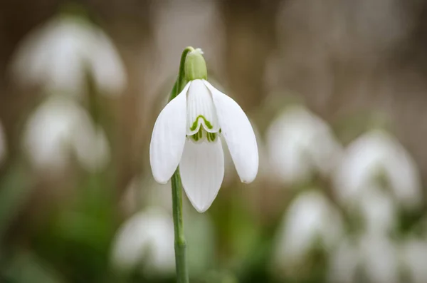 Blanco primavera nevada flores —  Fotos de Stock