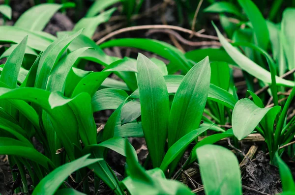 Björn allium blad — Stockfoto