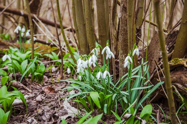 Group Beautiful White Snowdrop Flowers — Stock Photo, Image