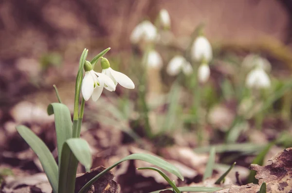 Snowdrop in forest — Stock Photo, Image