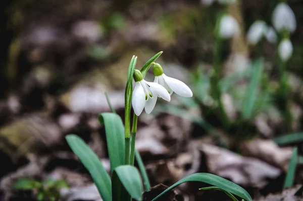 Група Красивих Білих Квітів Снігу — стокове фото