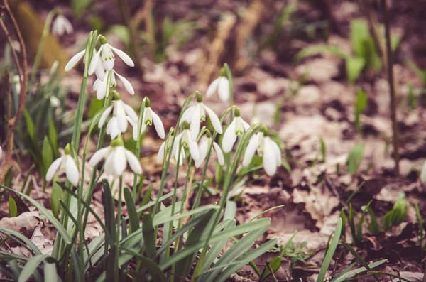 Grupp Vackra Vita Snowdrop Blommor — Stockfoto