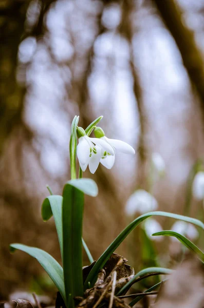 Vackra Vita Snowdrop Blommor — Stockfoto