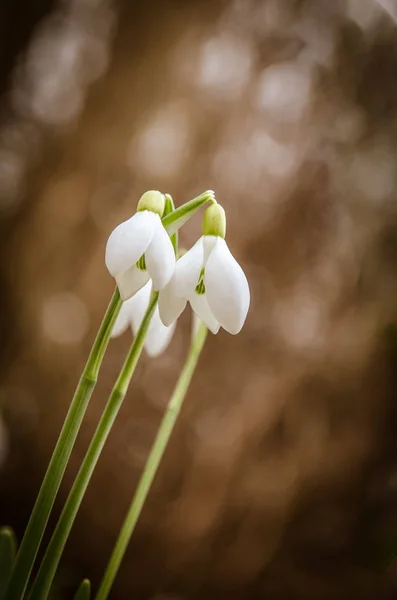 Flores de nieve —  Fotos de Stock