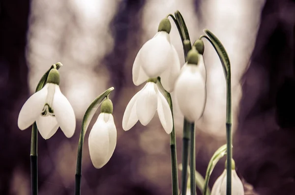 Snödroppe blommor — Stockfoto