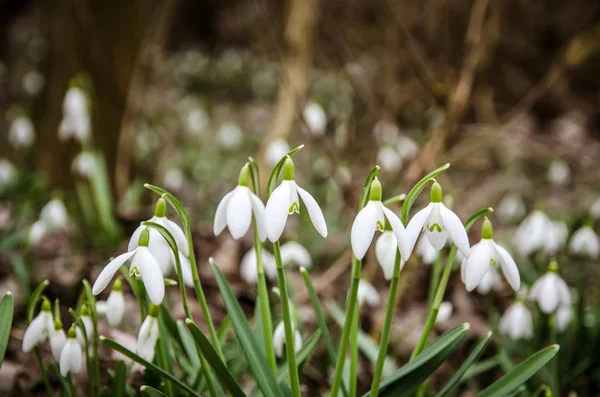 Gotas de neve florescentes — Fotografia de Stock