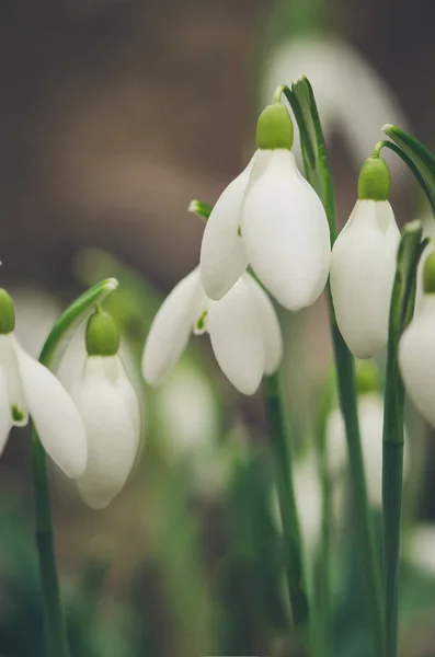 美しい白いスノー ドロップの花クローズ アップ — ストック写真