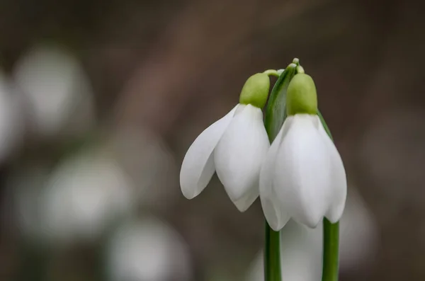 Two snowdrop flowers — Stock Photo, Image