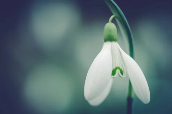 Snowdrop flowerhead — Stock Photo, Image