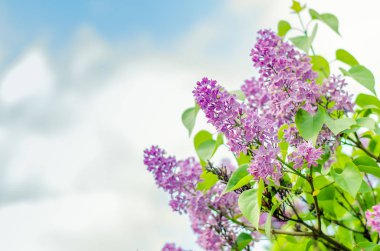 Bahar çiçek leylak çiçeği