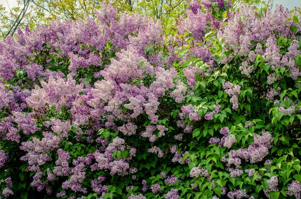 Violet Lila Bloemen Bloeien Takken — Stockfoto