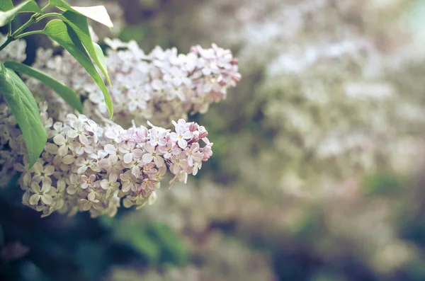 Liliowy matowy odcień — Zdjęcie stockowe