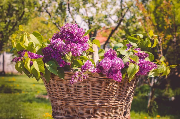 Wiosną kwitnące liliowy w backet — Zdjęcie stockowe