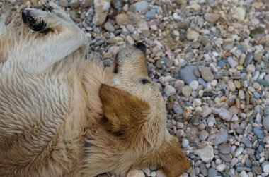 Rocky Sahili'nde yalan köpek