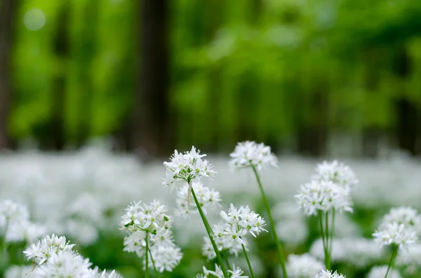Kwitnących Kwiatów Biały Czosnek Lesie — Zdjęcie stockowe