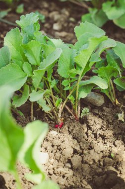 taze turp bahçesinde