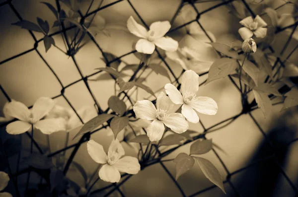 Weiße Klematisblüten — Stockfoto