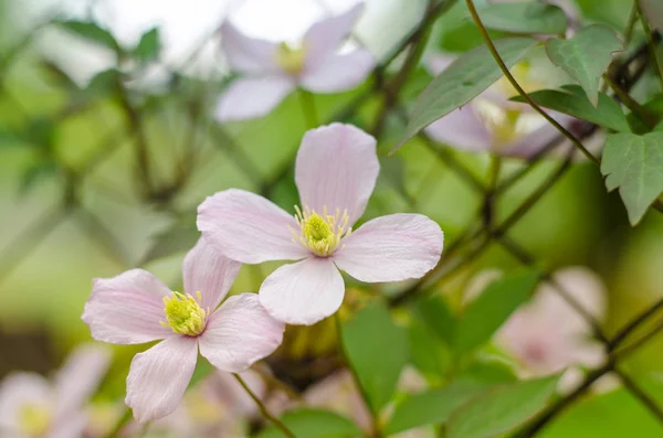 ワイヤー フェンスでピンクのクレマチスの花 — ストック写真