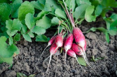 taze kırmızı turp bahçesinde kümesi