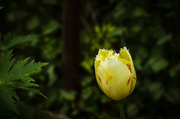 Tulipa Amarela Contra Espaço Cópia Fundo Verde — Fotografia de Stock