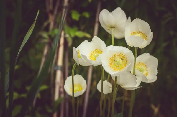 Fiore di fiocco di neve bianco primavera — Foto Stock