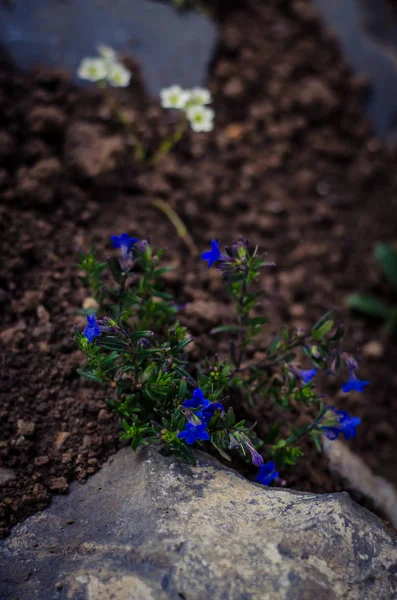 Jardín de rocas — Foto de Stock