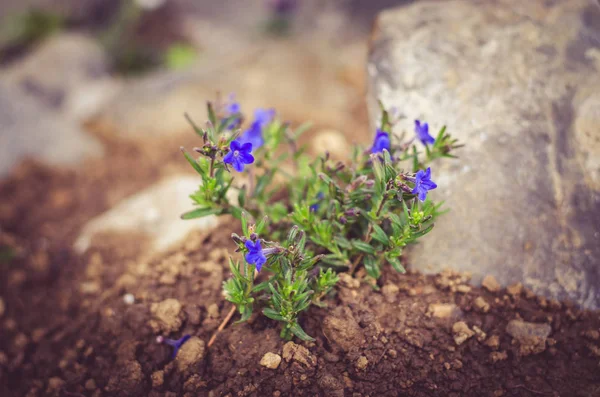 Rock-garden — Stock Photo, Image