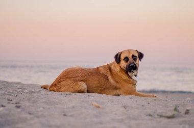 köpeğe kumsala sahip sakin ol