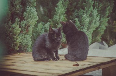 birlikte oturan siyah kedi