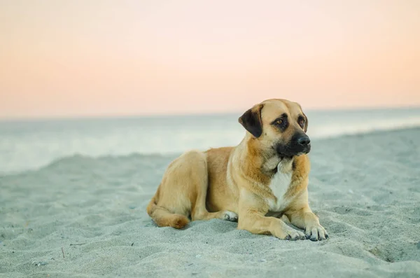 Велика Коричнева Собака Лежить Піщаному Пляжі Узбережжі — стокове фото