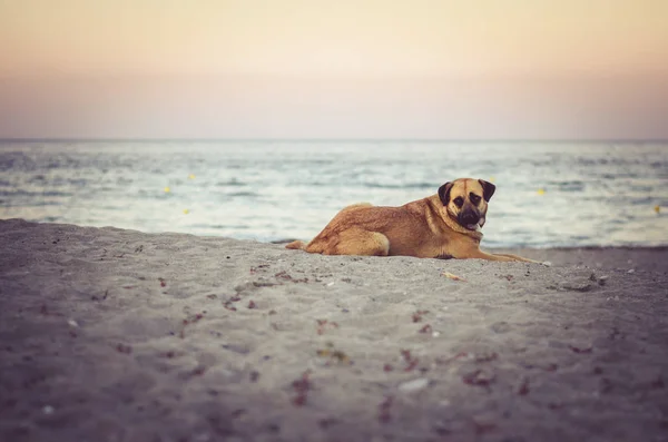 Perro acostado en la playa —  Fotos de Stock