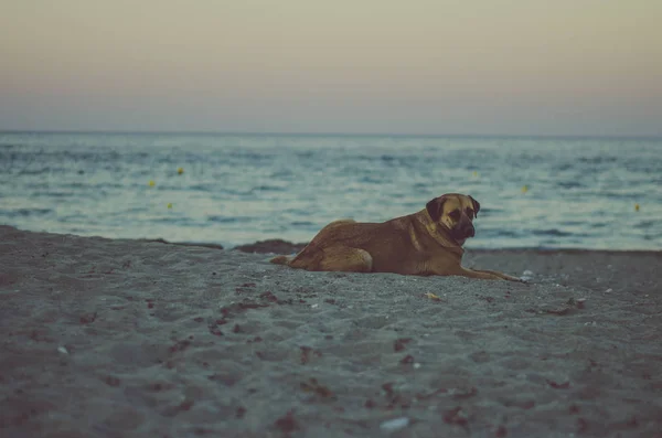 Kumsaldaki köpek. — Stok fotoğraf