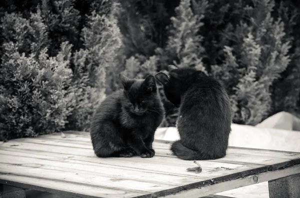 Para Czarnych Kotów Razem Siedzi Zewnątrz Monochromatyczne — Zdjęcie stockowe