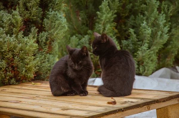 Para Czarnych Kotów Siedzi Razem Zewnątrz — Zdjęcie stockowe