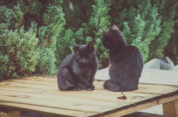 Paar Schwarzer Katzen Sitzen Zusammen Freien — Stockfoto