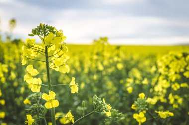 güzel bir gün ile sarı tarım kolza alan manzara