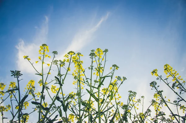 黄灿灿的油菜花 — 图库照片