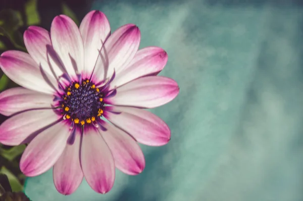 Florescendo Detalhe Flor Gerbera Rosa — Fotografia de Stock