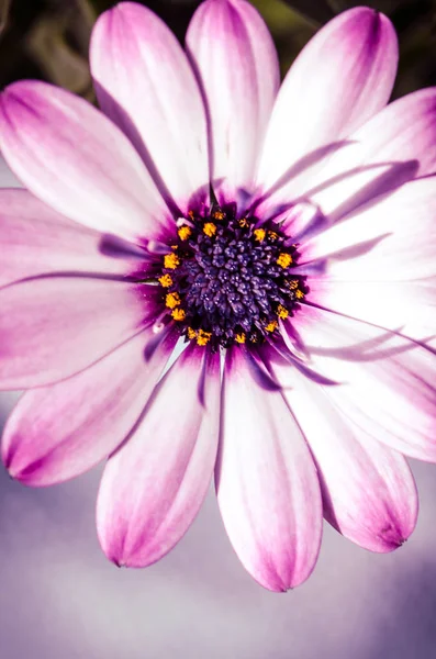 盛开的粉红色非洲菊花细节 — 图库照片