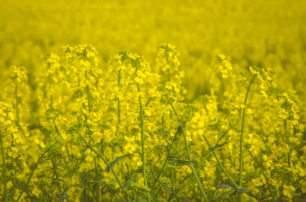 Gelbe Rapsfelder Landschaft Mit Strahlendem Sonnenschein — Stockfoto