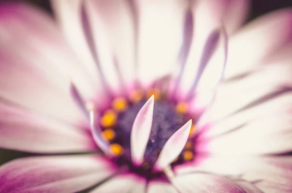 Detail růžová gerbera — Stock fotografie