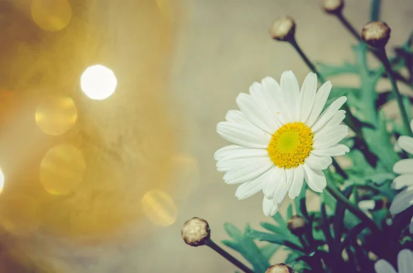 Kvetoucí Sedmikráska Květ Bílé Gerbery — Stock fotografie