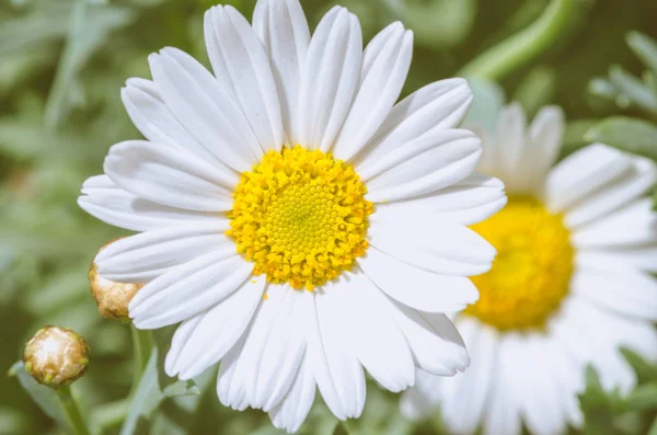 White daisy flower — Stock Photo, Image