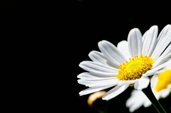 Flor de margarita blanca —  Fotos de Stock